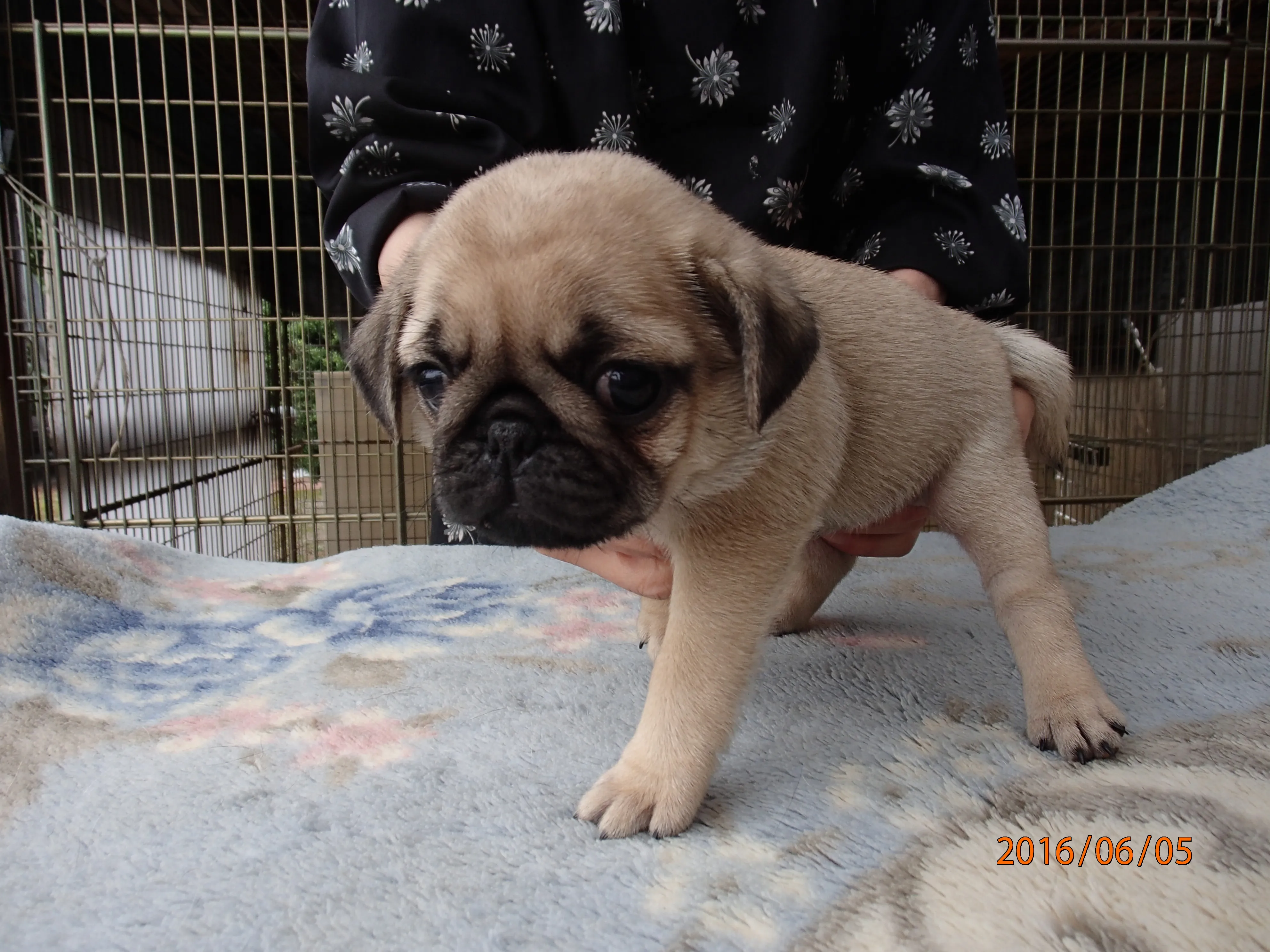 ID：1606-00416の子犬