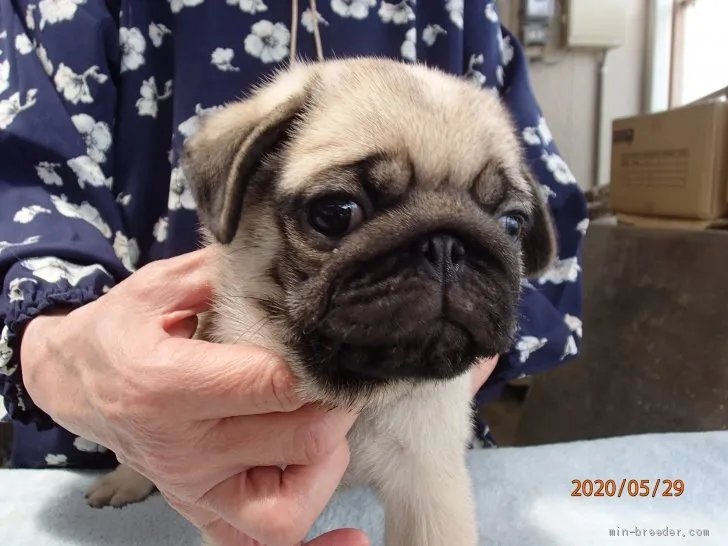 ID：2005-03608の子犬