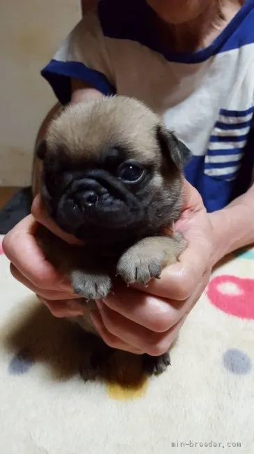 ID：2009-01113の子犬