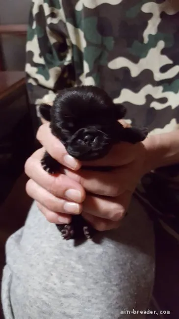 ID：2009-01926の子犬