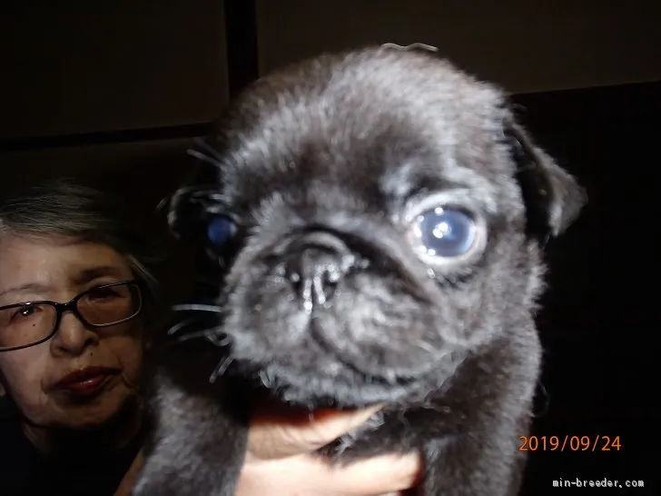 ID：1910-00764の子犬