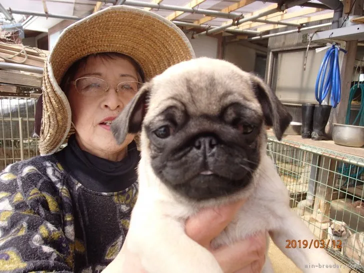 ID：1903-01289の子犬