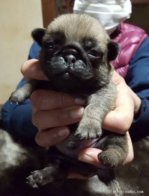 ID：2101-03790の子犬