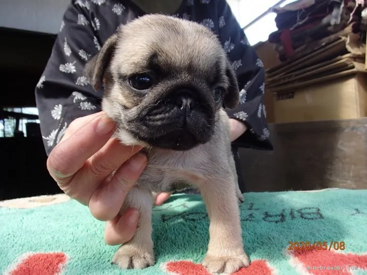 ID：2005-00962の子犬