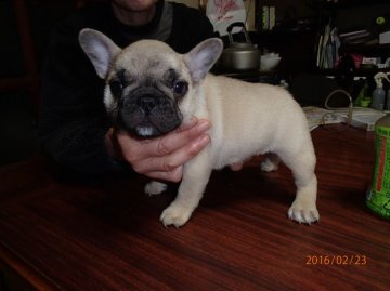 フレンチブルドッグ【佐賀県・女の子・2015年12月30日・フォーン】の写真「写真更新しました！！」