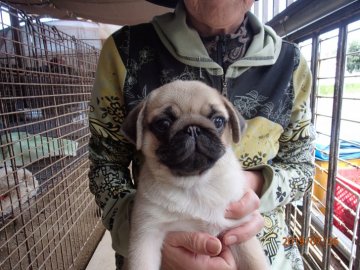 パグ【佐賀県・女の子・2019年5月8日・フォーン】の写真「　美人さんです！」