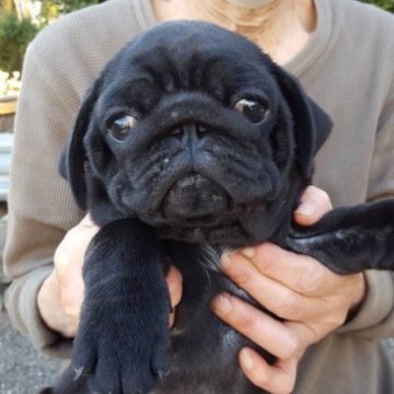 パグ【佐賀県・男の子・2023年7月22日・ブラック】の写真「12/30にフォーン、黒の男の子が産まれております」