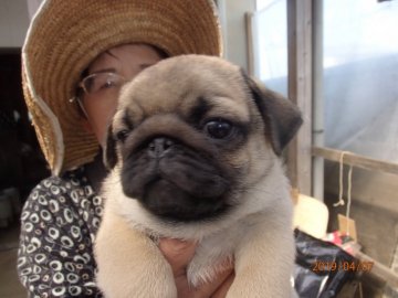 パグ【佐賀県・男の子・2019年1月25日・フォーン】の写真「　イケメンです♪」