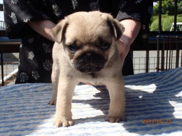 パグ【佐賀県・男の子・2015年3月21日・フォーン】の写真「★優良血統、見学お待ちしています★」