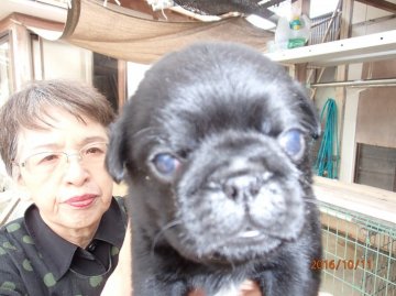 パグ【佐賀県・男の子・2016年9月17日・ブラック】の写真「」