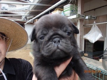 パグ【佐賀県・男の子・2016年1月17日・ブラック】の写真「両親チャンピオン直子！」