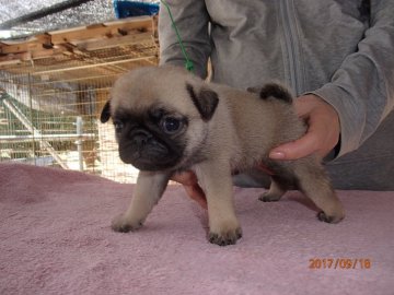 パグ【佐賀県・女の子・2017年8月18日・フォーン】の写真「　☆成長が楽しみ☆」