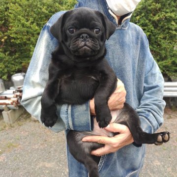 パグ【佐賀県・女の子・2024年6月8日・ブラック】の写真「　平日・休日毎日見学対応しております！」