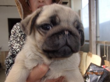 パグ【佐賀県・女の子・2019年1月28日・フォーン】の写真「　美人さんです♪」