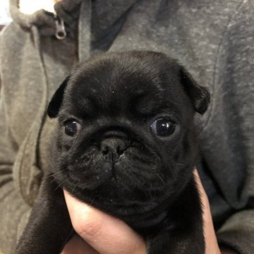 パグ【佐賀県・女の子・2019年11月26日・ブラック】の写真「　女の子最後の1頭です^^」