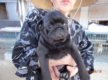 パグ【佐賀県・男の子・2016年1月17日・ブラック】の写真「早めの問い合わせを！！」