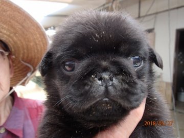 パグ【佐賀県・男の子・2018年4月23日・ブラック】の写真「　見学お待ちしてます＾＾」