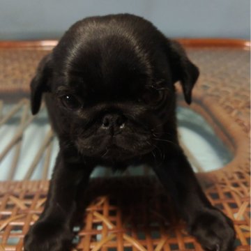 パグ【佐賀県・男の子・2023年12月30日・ブラック】の写真「　2/25より見学日当日そのままお引渡し可能です♪」