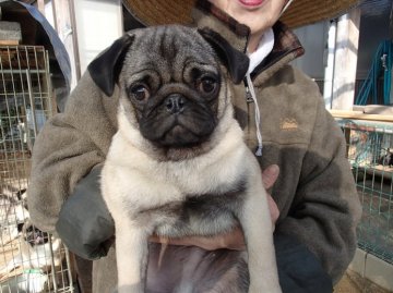 パグ【佐賀県・男の子・2015年5月28日・フォーン】の写真「★優良血統、甘えん坊★」