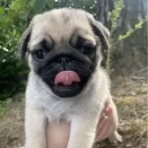 パグ【佐賀県・女の子・2024年4月2日・フォーン】の写真3