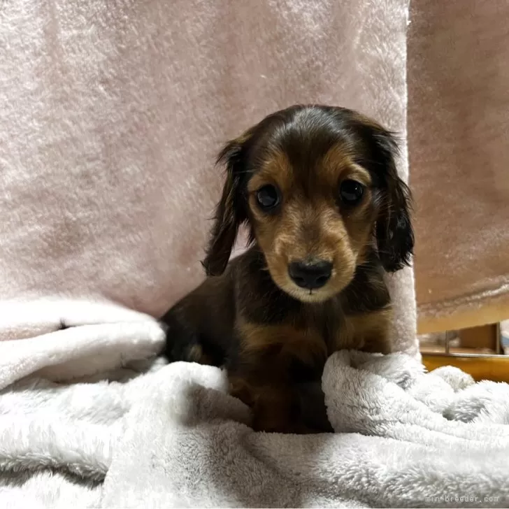 ID:2505-01591の子犬