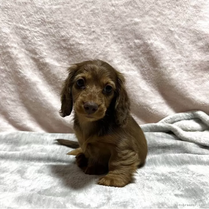 ID：2505-00243の子犬