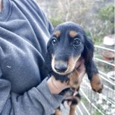 ミニチュアダックスフンド(ロング)