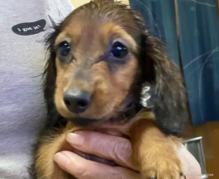 ID：2109-00304の子犬