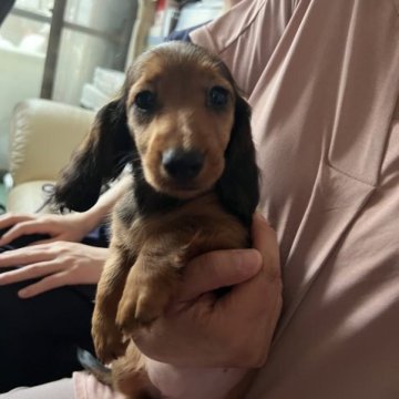 ミニチュアダックスフンド(ロング)【宮城県・女の子・2023年6月6日・レッド】の写真「元気で明るくかわいい女の子」