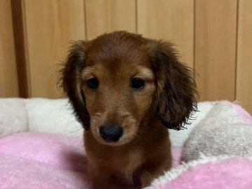 ミニチュアダックスフンド(ロング)【宮城県・女の子・2022年3月26日・レッド】の写真「明るく元気な女の子」