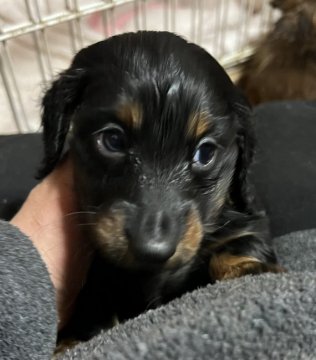 ミニチュアダックスフンド(ロング)【宮城県・男の子・2022年1月11日・ブラックタン】の写真「とっても可愛い男の子」