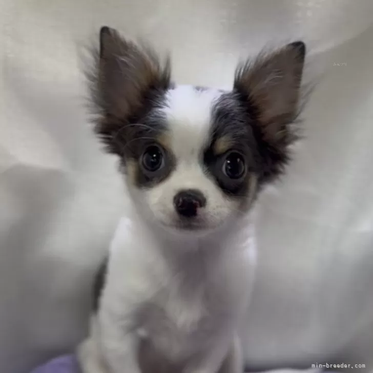 ID:2503-00268の子犬
