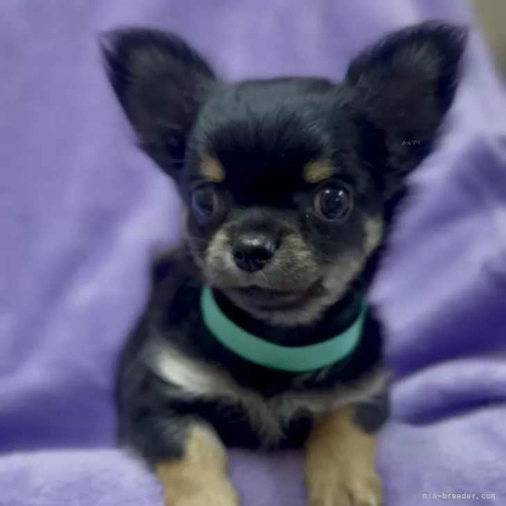 ID：2508-06736の子犬