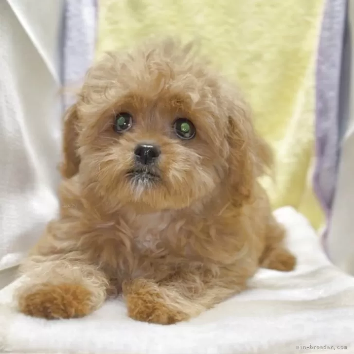 H.S 様のお迎えした子犬