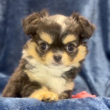 チワワ(ロング)【神奈川県・男の子・2025年6月24日・ブラックタン&ホワイト】の写真「♡かわいい男の子♡」