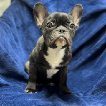 フレンチブルドッグ【神奈川県・女の子・2025年5月28日・ブリンドル】の写真「混合ワクチンは別途料金がかかります。」