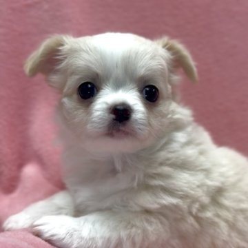 チワワ(ロング)【神奈川県・男の子・2025年6月24日・クリーム&ホワイト】の写真「♡かわいい男の子♡」