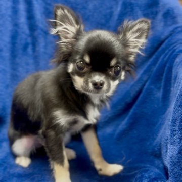 チワワ(ロング)【神奈川県・女の子・2025年7月24日・ブラックタンホワイト】の写真「🩷かわいい女の子🩷」