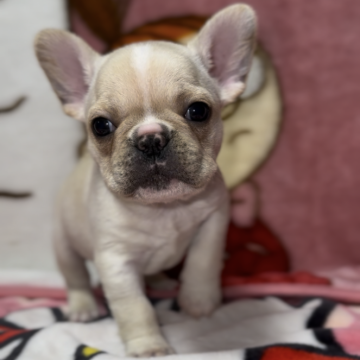 フレンチブルドッグ【神奈川県・女の子・2025年10月12日・クリーム】の写真「混合ワクチンは別途料金がかかります。」