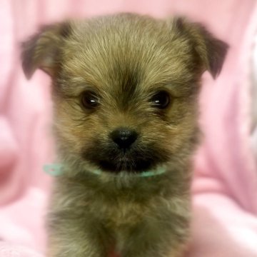 ポメキー(ヨークシャーテリア×ポメラニアン)【神奈川県・男の子・2025年10月6日・オレンジ】の写真「かわいい男の子💚」