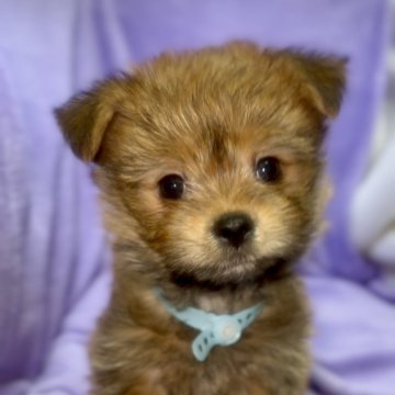 ポメキー(ヨークシャーテリア×ポメラニアン)【神奈川県・男の子・2025年10月6日・オレンジ】の写真「かわいい長男くん🩵」