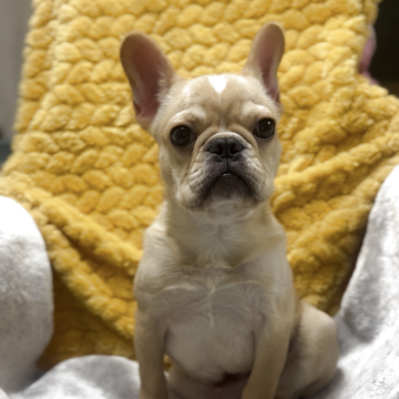 フレンチブルドッグ【神奈川県・男の子・2025年5月28日・クリーム】の写真「混合ワクチンは別途料金がかかります。」