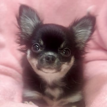 チワワ(ロング)【神奈川県・女の子・2025年7月24日・ブラックタンホワイト】の写真「🩷かわいい女の子🩷」