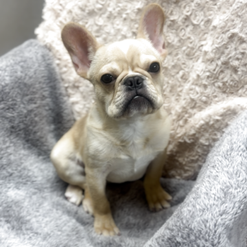 フレンチブルドッグ【神奈川県・男の子・2025年5月28日・クリーム】の写真「混合ワクチンは別途料金がかかります。」