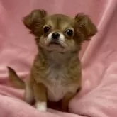 チワワ(ロング)