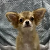 チワワ(ロング)