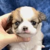 チワワ(ロング)