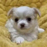 チワワ(ロング)