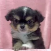 チワワ(ロング)