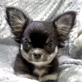 チワワ(ロング)